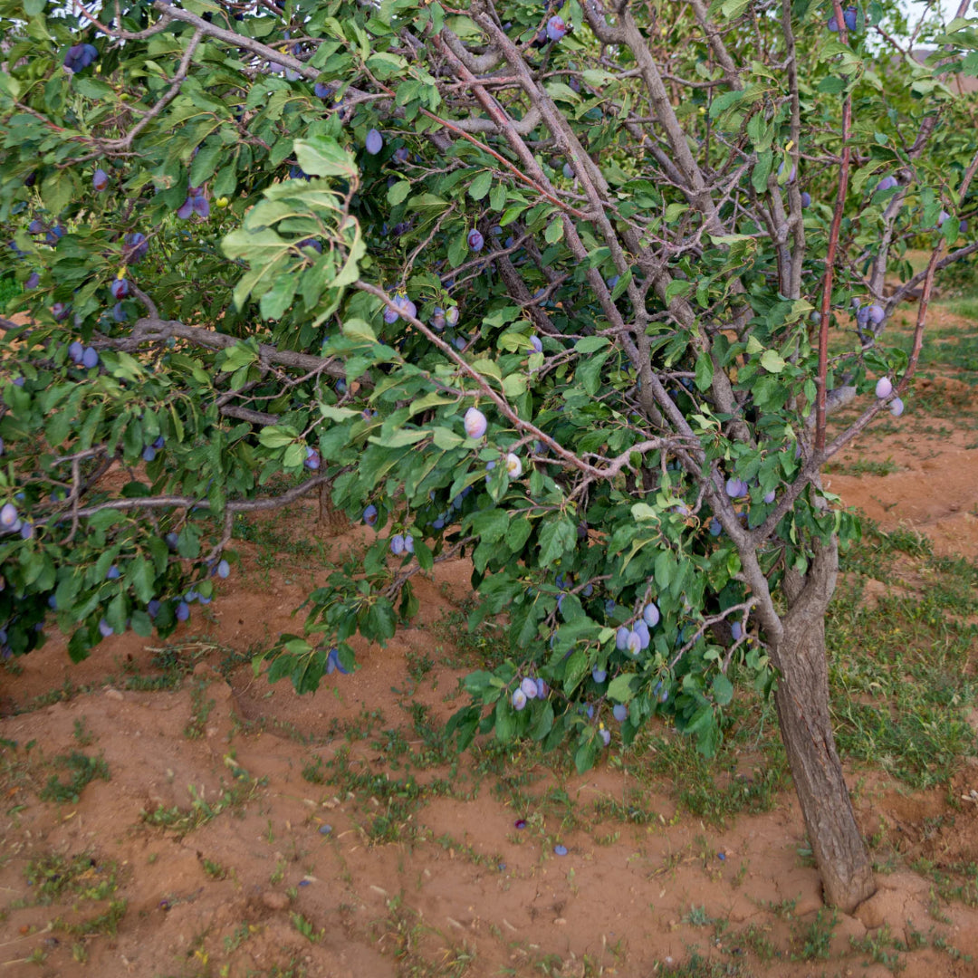 Blue Damson Plum Tree