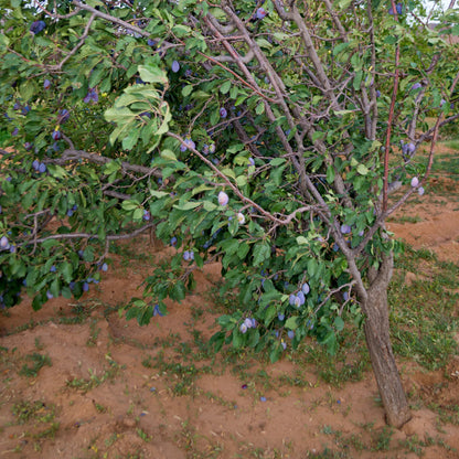 Blue Damson Plum Tree