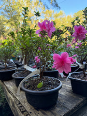 Bonsai Empress encore Azalea (Live Plant)