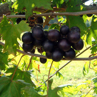 Ison Black Muscadine - Pixies Gardens