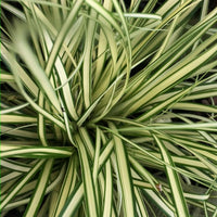 Carex oshimensis Evergold hardy ornamental grass
