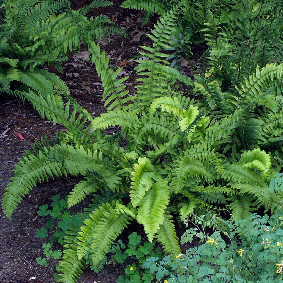 Christamas Fern