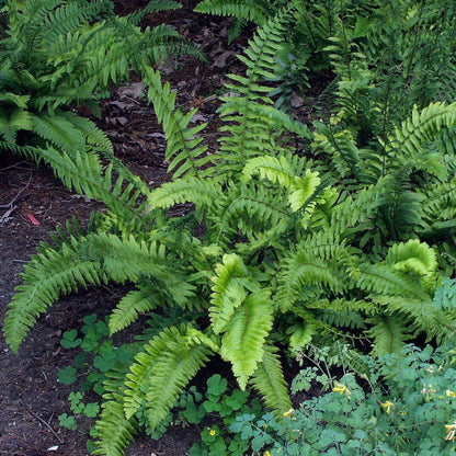 Christamas Fern