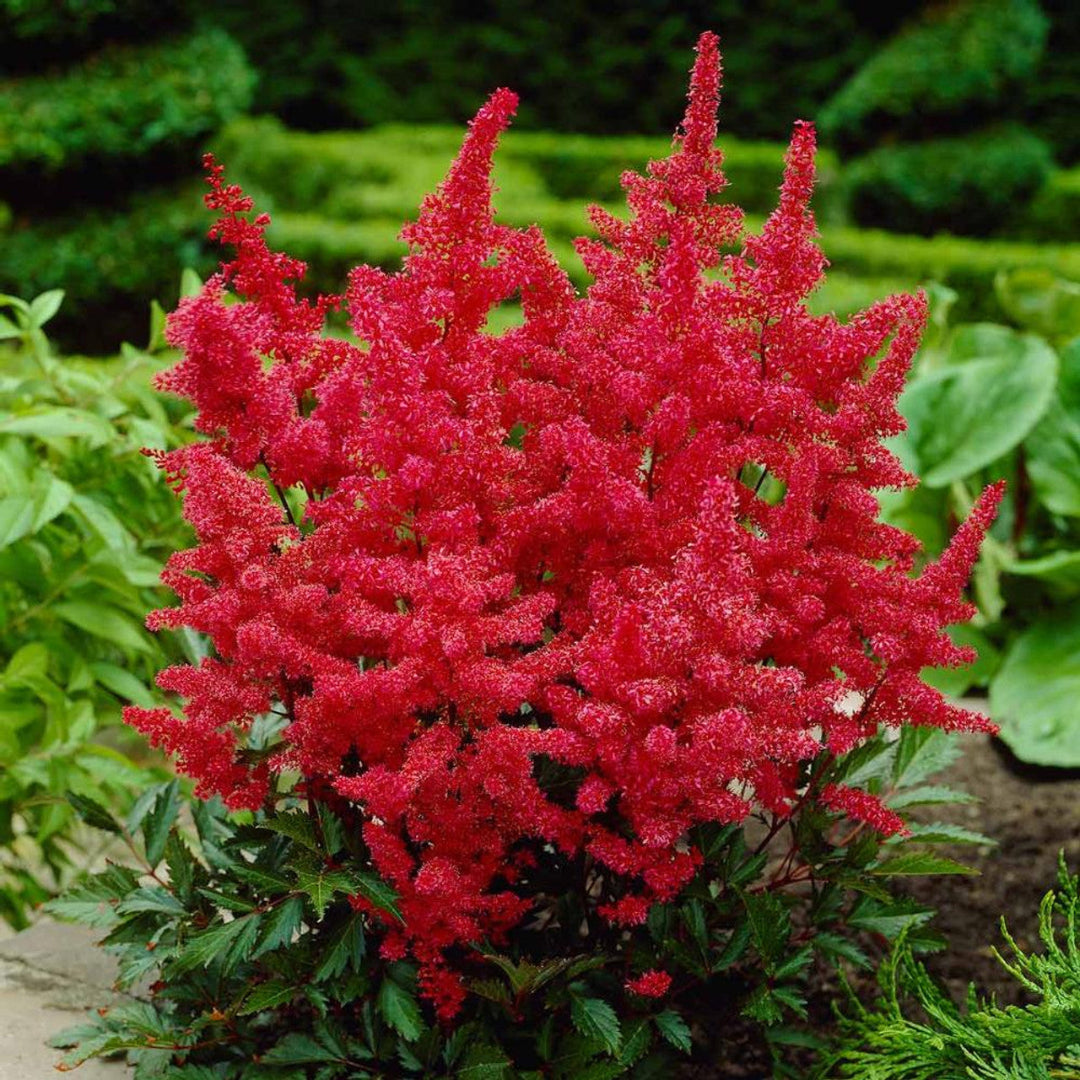 Astilbe Arendsii &