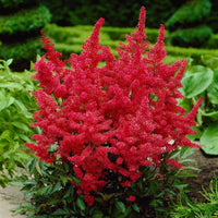 Astilbe arendsii Red Fanal close-up flowers