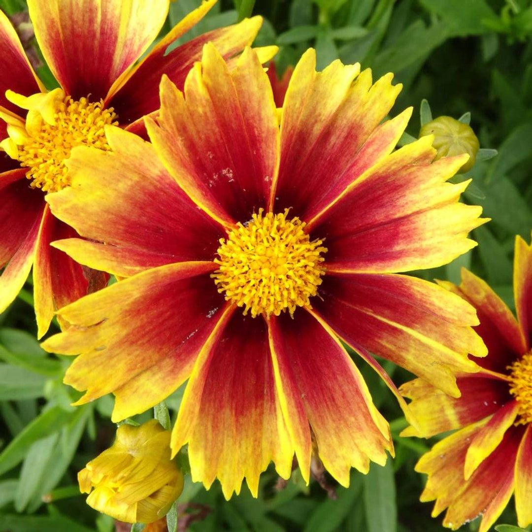 Coreopsis Li&