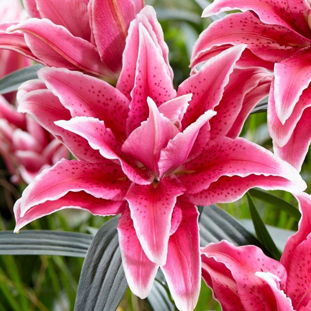 Double Oriental Lily