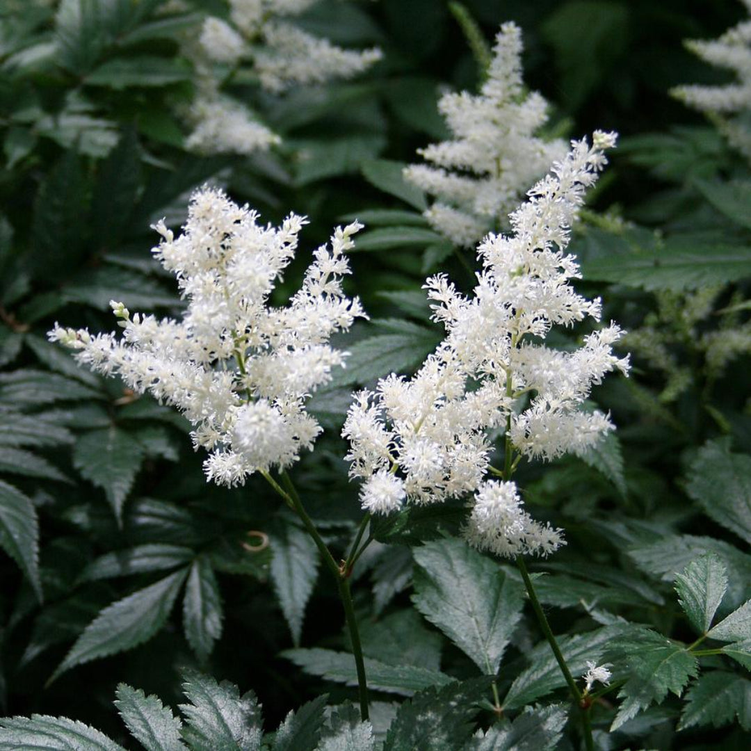 Astilbe X Arendsii Gladstone, False Spirea