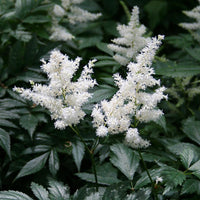 Astilbe Deutschland perennial in garden view