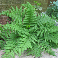 Athyrium filix-femina close-up foliage