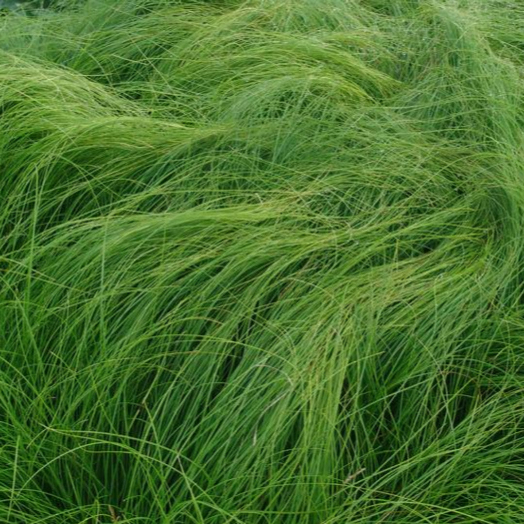 Carex Appalachica Sedge