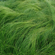 Carex Appalachica Sedge