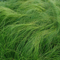 Carex appalachica hardy perennial sedge