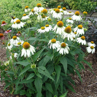 Echinacea White Swan perennial for landscapes