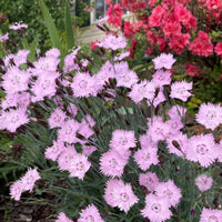 Bath’s Pink Dianthus cottage perennial