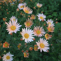 Sheffield Pink chrysanthemum fall flowers close up