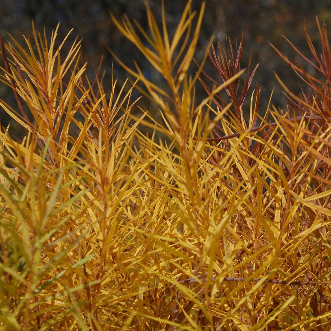 Amsonia hubrichtii ‘Butterscotch’ Blue Star Plant - [EG]
