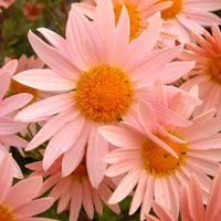 Sheffield Pink chrysanthemum bushy growth habit