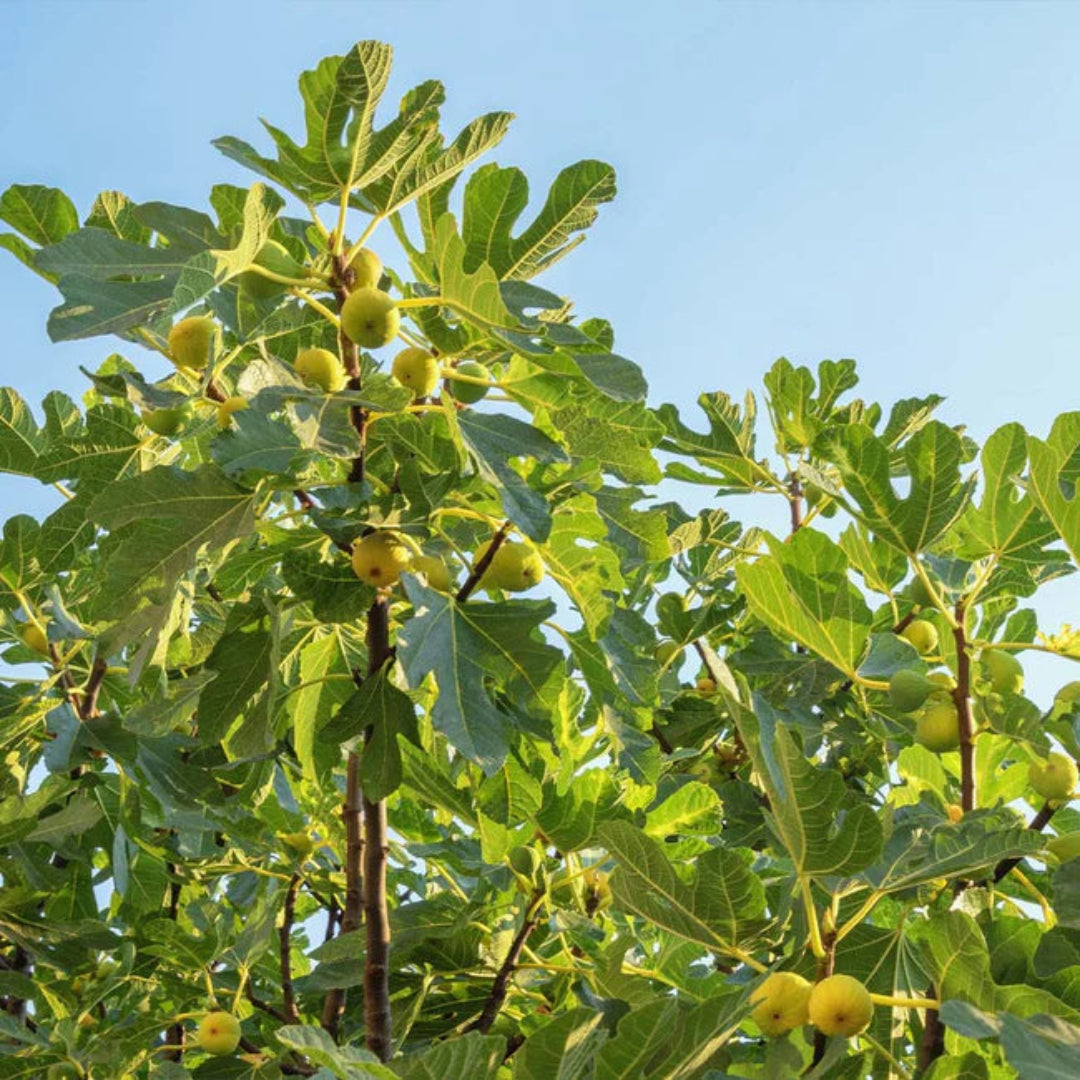 Desert King Fig Tree Sweet Summer Figs Dual Harvests Buy Now desert-king-fig-tree-sweet-summer-figs-dual-harvests-buy-now