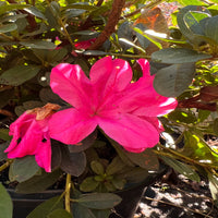 Encore Azalea Autumn Sangria plant with bright purple blossoms