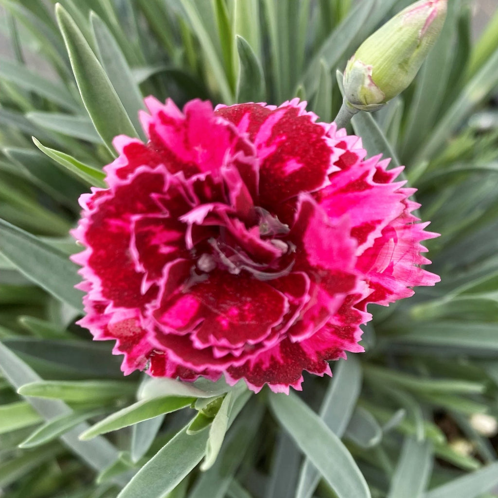 Dianthus Fruit Punch &