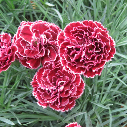 Dianthus Fruit Punch &