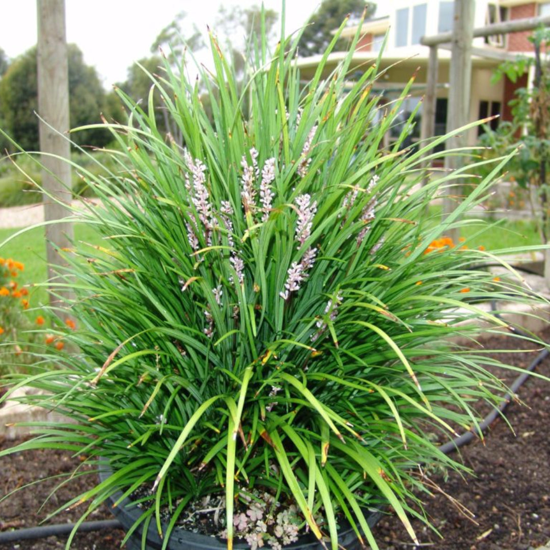 fertilizer for liriope plants Liriope muscari Samantha Lily Turf Evergreen Perennial
