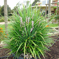 Isabella dwarf Lilyturf flowering perennial plant