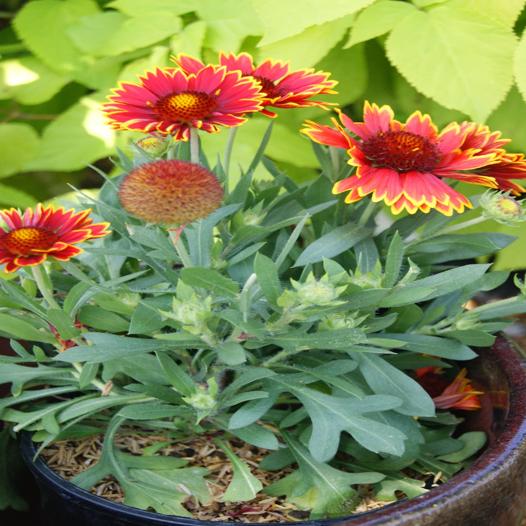 Gaillardia &