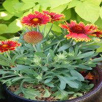 Gaillardia 'SpinTop Red' Blanket Flower