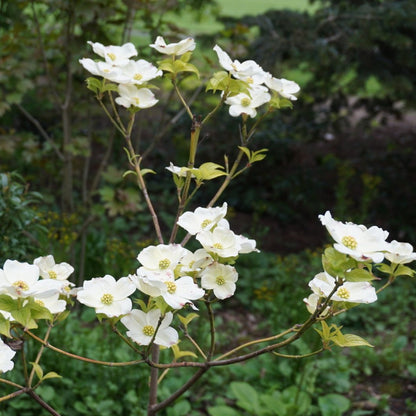 Appalachian Joy Dogwood