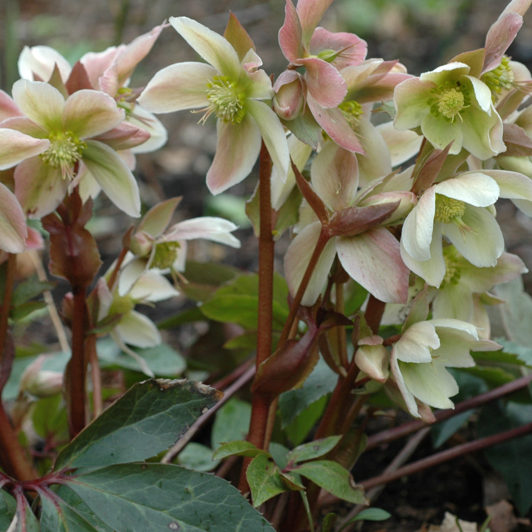 Winter Magic Candy Love Lenten Rose