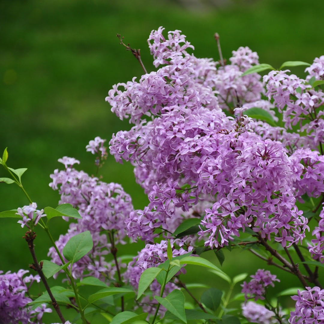 Persian Lilac