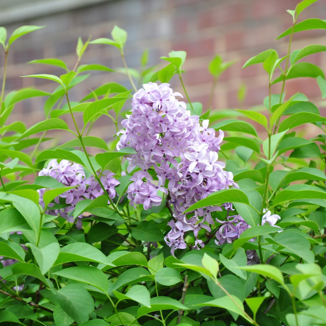 Persian Lilac