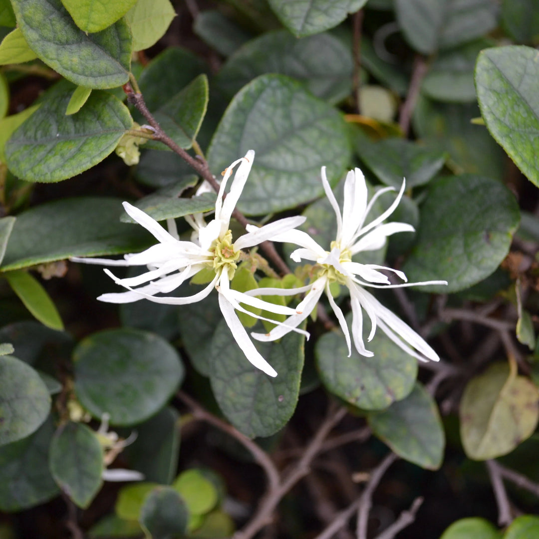 Blooming Emerald Snow Loropetalum bush