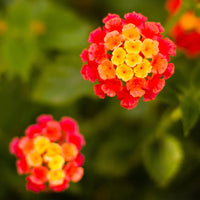 Lantana Camara 'Dallas Red' Golden Yellow & Red Flowers Spring To Frost - [EG]