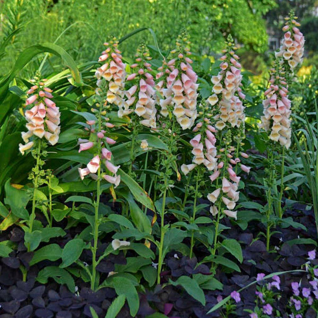 Quart Pot/10 Count Flat: Digitalis Purpurea &