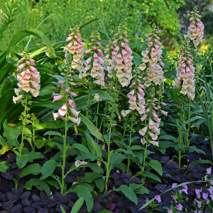 Quart Pot/10 Count Flat: Digitalis Purpurea &