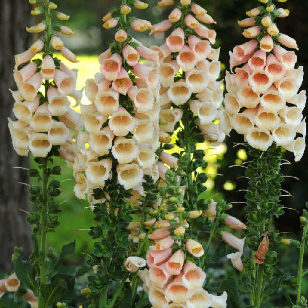 Quart Pot/10 Count Flat: Digitalis Purpurea &