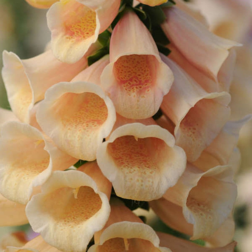 Quart Pot/10 Count Flat: Digitalis Purpurea &