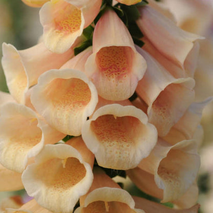 Quart Pot/10 Count Flat: Digitalis Purpurea &