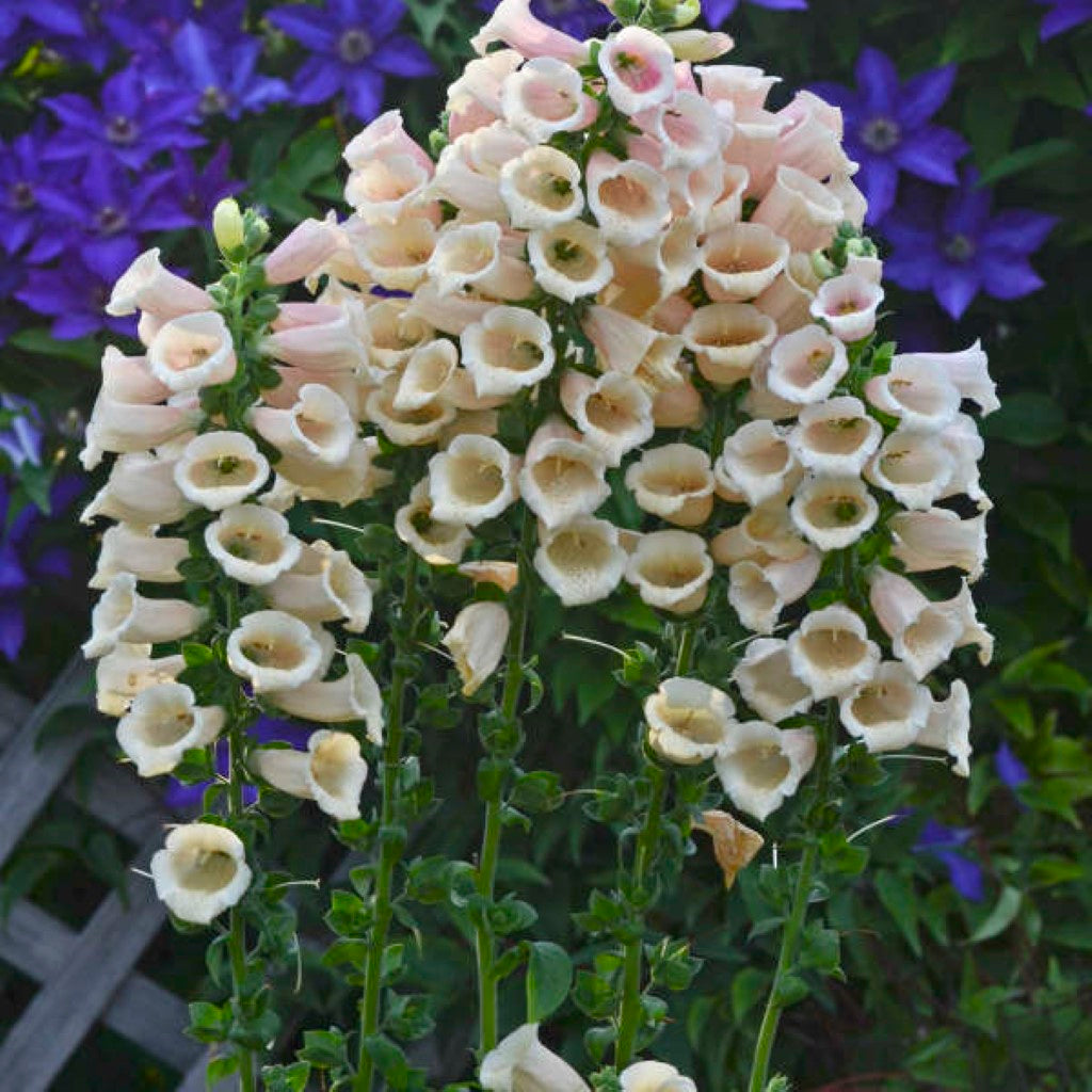 Quart Pot/10 Count Flat: Digitalis Purpurea &