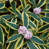 Daphne Marginata White Shrub
