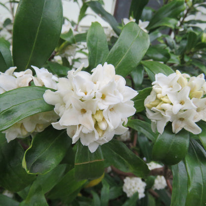 Daphne Marginata White