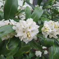 Daphne Marginata White Shrub