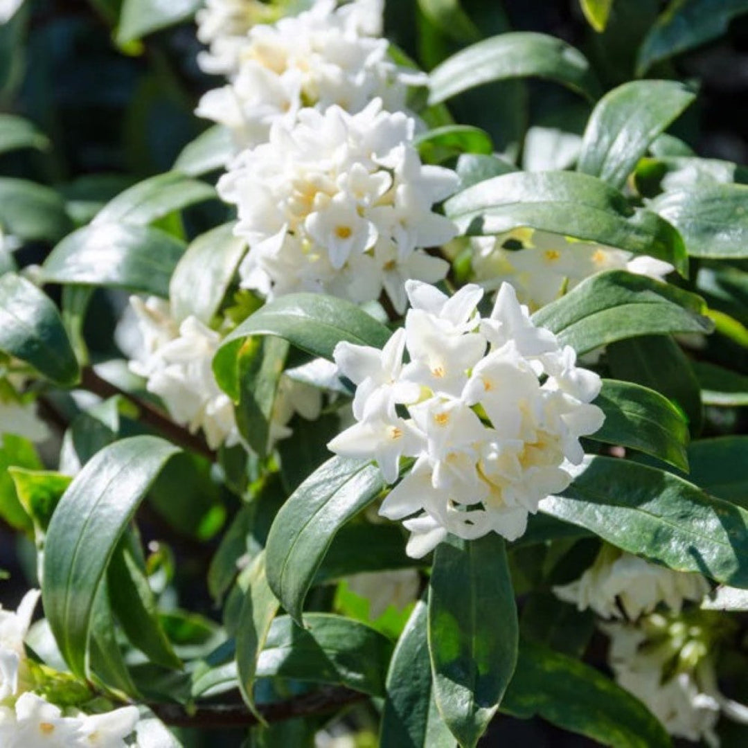best fertilizer for daphne plant Buy Daphne White Plant Online
