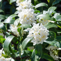 Daphne odora greenleaf variety