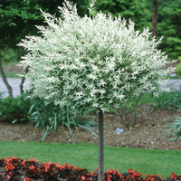 Hakuro-Nishiki Willow tree form with full variegated canopy and graceful shape
