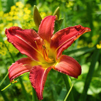 Hemerocallis red daylily perennial garden plant