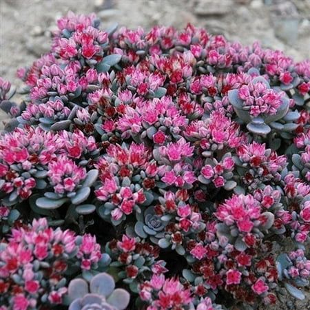 Sedum Sunsparkler® &